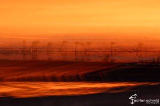 Camargue Flamingos, Sony 400mm