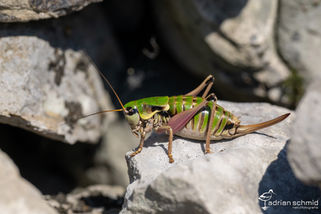 Unterwegs mit dem Heuschreckenpapst