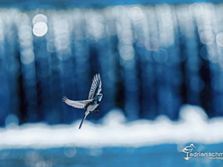 Emme, Oberburg, Naturfotografen Schweiz, Vogelfotografie