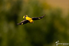 Der Pirol (Fotoreise Ungarn)