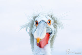 Albert Einstein vom Kerkinisee, Portraits