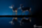 Tiere