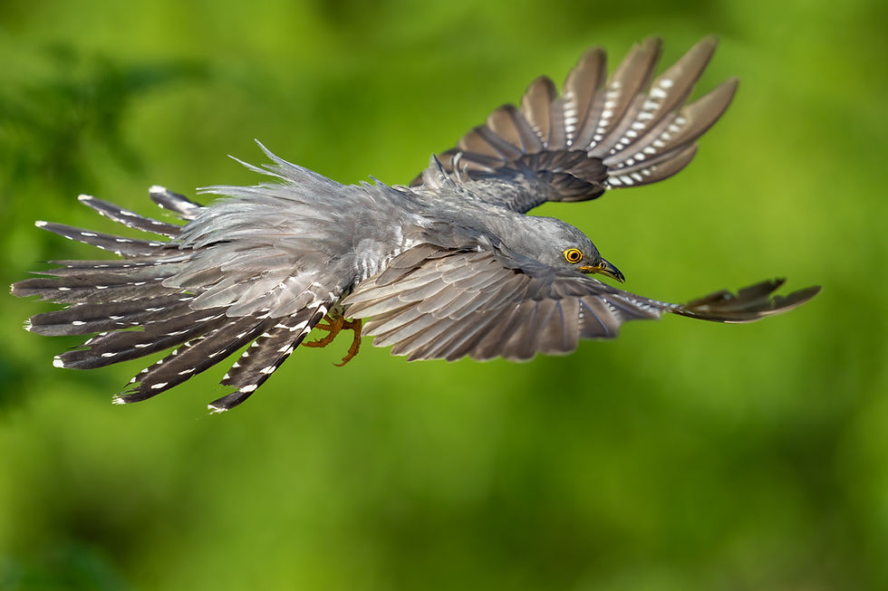 Jagender Kuckuck, Bulgarien