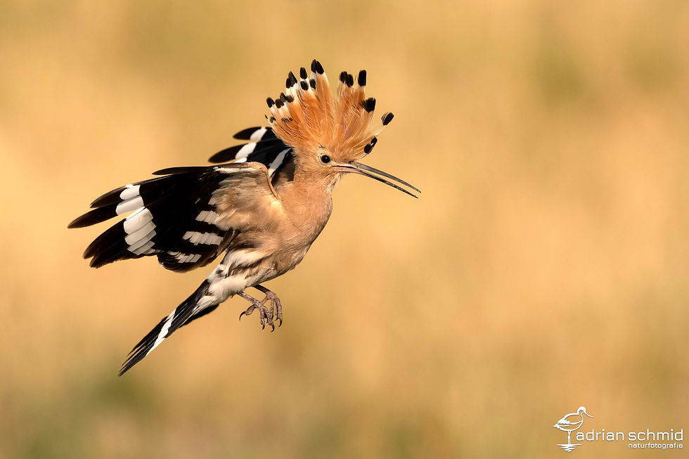 Wiedehopf im Anflug auf sein Nest. Aufgenommen mit dem neuen Sony FE 100–400 mm F4,5 GM OSS. Bilddaten: 1/4000 Sek, f/4.5, ISO 100, 265mm Brennweite
