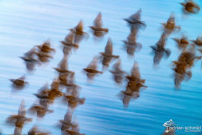 Vogelfotografie mit langen Belichtungszeiten