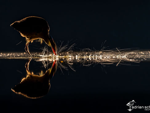 Fotowettbewerb 2025 Naturfotografen Schweiz, Spiegelungen