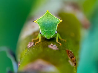 Büffelzikade, Gottesanbeterin, Naturfotografie, Makrofotografie, Sony