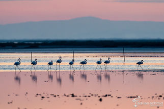 Portfolio in der Zeitschrift Ornis