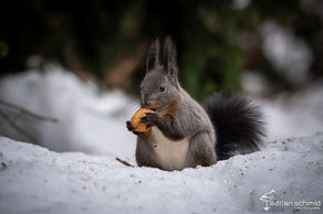 Fotoworkshop in Arosa