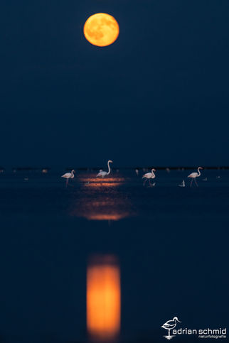Zurück aus der Camargue