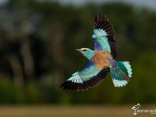 Naturfotografie, Vogelfotografie, Blauracke, Bence Mate Ungarn