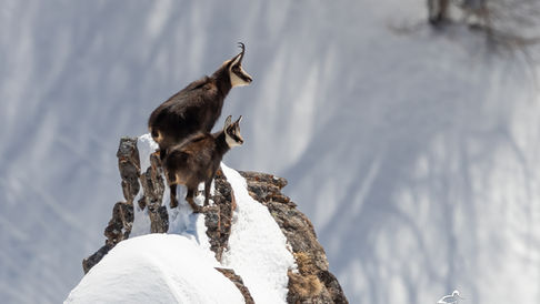 Wildlife im Schweizer Winter, Tier- und Vogelfotografie, Niederhorn, Gemmi, Steinbock, Bartgeier, Mauerläufer