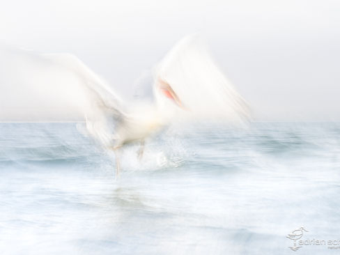 Fotowettbewerb 2024 Naturfotografen Schweiz