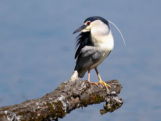 Vogelfotografie, Klingnauer Stausee, Naturfotografie, Fotoworkshop