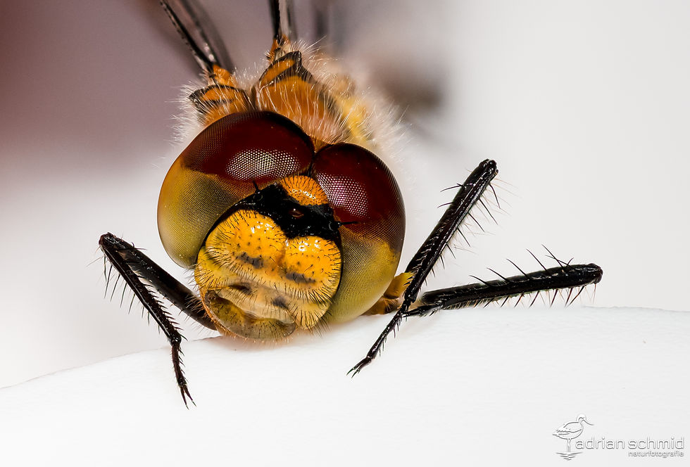 Der Kopf einer schwarzen Heidelibelle, ca. 4 mm gross