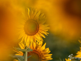 Sonnenblumen, Naturfotografie, Makrobilder, grüne Langbeinfliege, Schwalben im Flug