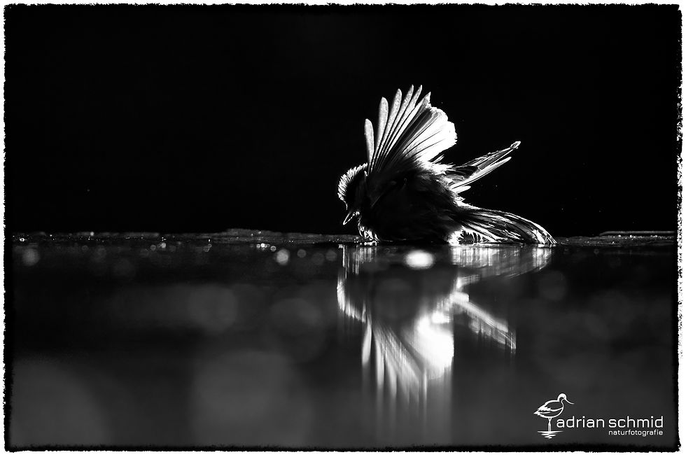 Singvögel und Restliche
