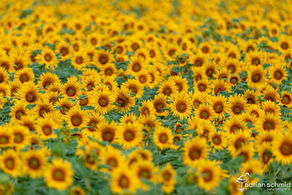 Sommerbilder