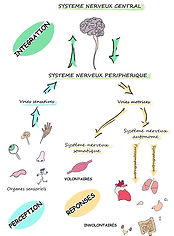 Scéma tiré du livre Cerveau, l'incroyable machine, représentant la différence entre le système central et le système nerveux périphérique