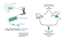 Illustration des mécanismes épigénétiques publiée dans Perturbateurs endocriniens, EHESP