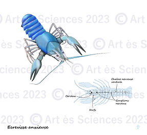 Illustration d'une écrevisse et son système nerveux, créee par Véronique Bonvallot