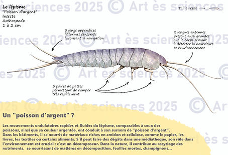 Panneau pédagogique et scientifique décrivant le lépisme, exposition "De la vie dans ma médiathèque", Véronique Bonvallot