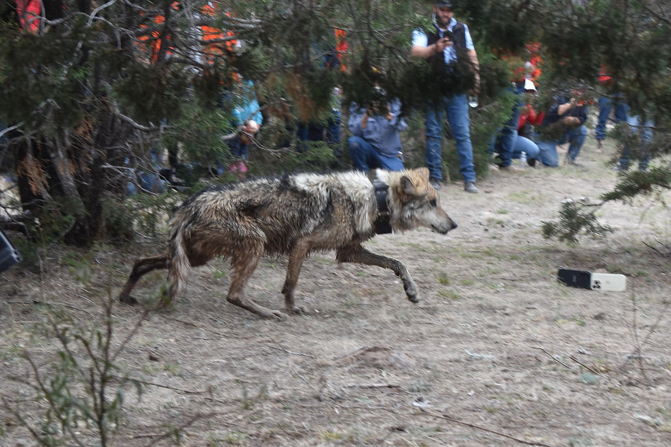 Regresa el lobo mexicano después de 50 años; Durango logra liberación de la primera manada