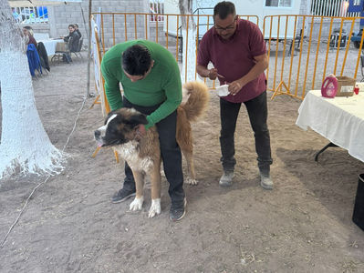 Anuncian intensa actividad de vacunación y desparasitación durante la primera semana de diciembre