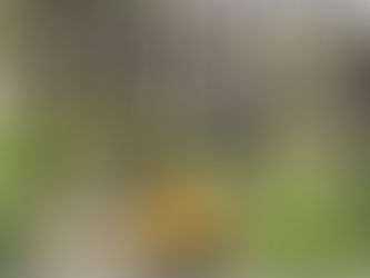 Facultad de Ciencias Forestales y Ambientales referente en control, prevención y medición de daños