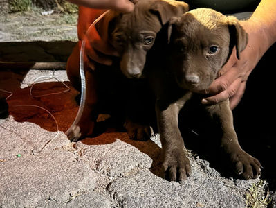 Operativo Dragón rescata a dos cachorritos en San Bernardo
