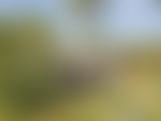 Con trabajos de mejoramiento de infraestructura cierra el año el Instituto de Silvicultura e Industr