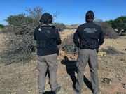 FGR ASEGURA EN CATEO 29 ÁRBOLES ARRANCADOS DE RAÍZ, EN DURANGO