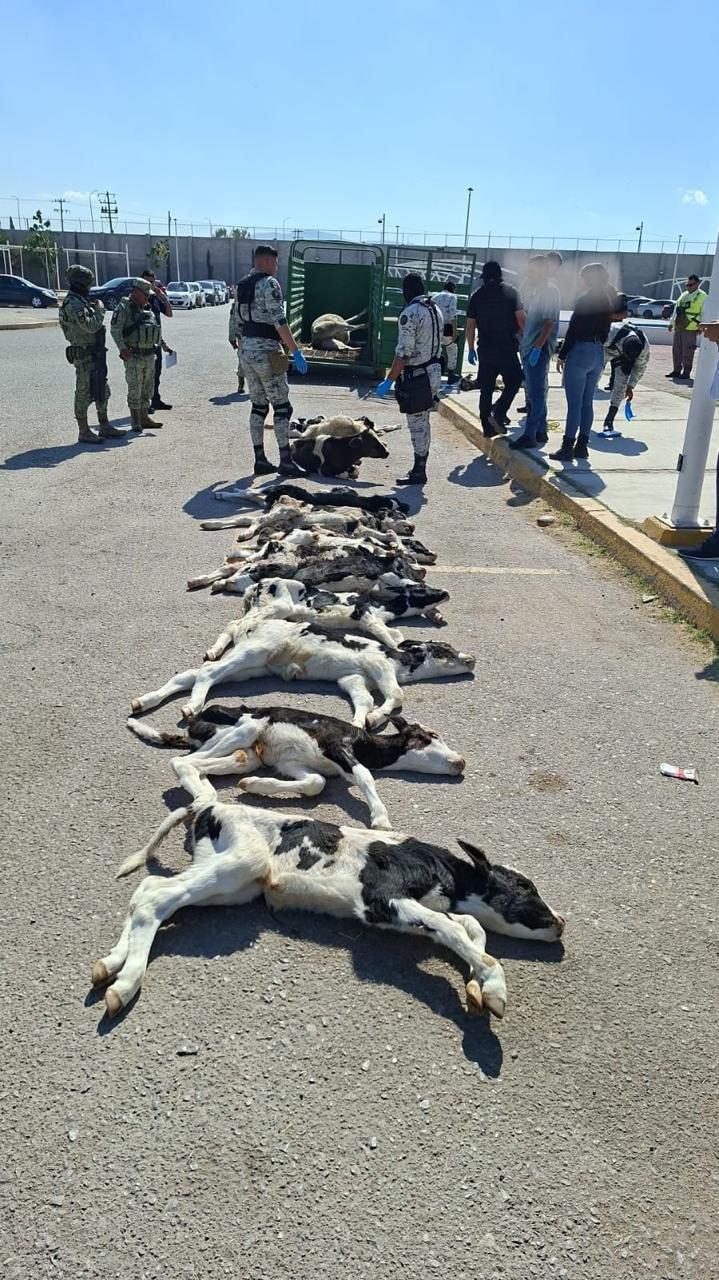 Detienen a varón por trasladar ganado sin documentación que acredite la propiedad en Lerdo