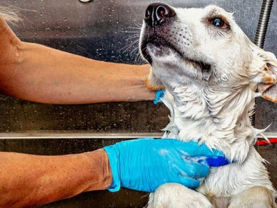 Se atiende de manera directa las zonas con infestación de garrapatas