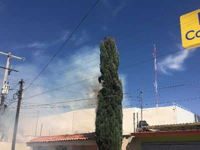 Corto circuito iniciando así incendio en un pino