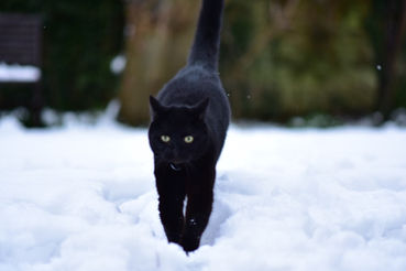 Our cat Louie walking through the snow on a winters day