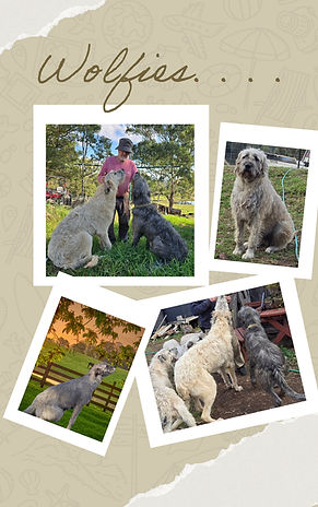 wolfies.jpeg