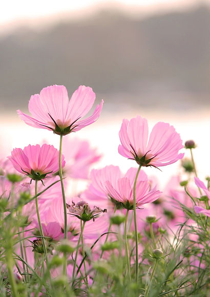 fleurs-cosmos.jpg