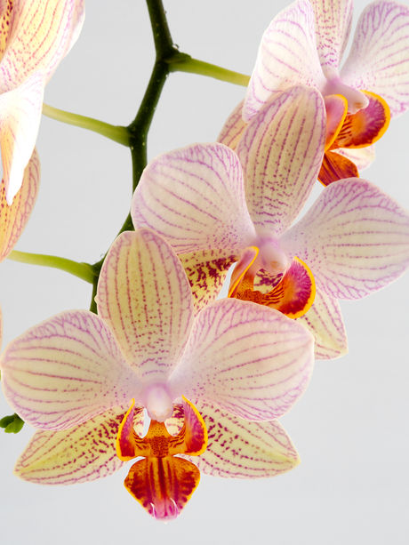 orchid.jpg
