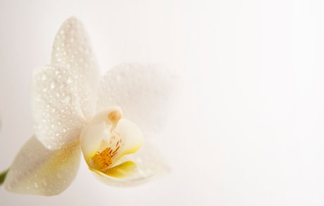 orchid closeup2.jpg