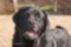 GCH Danbridge Henry J