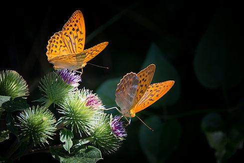 silver-bordered-fritillary-877121_1920.j