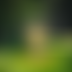 Mercado de calçados cresce com foco sustentável