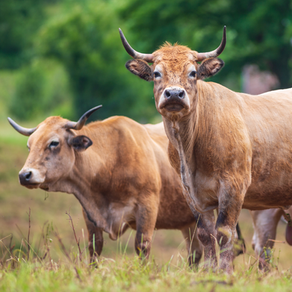 Argentina eleva receita com exportações de carne bovina e couro