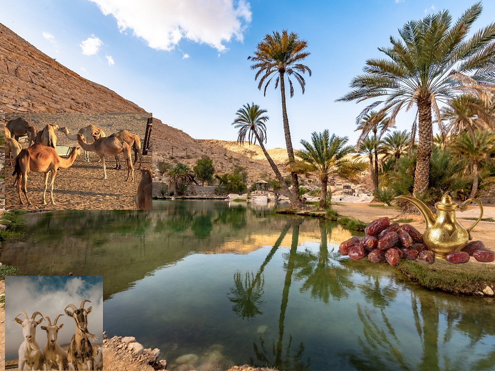 Traditionelles Oasenleben in den Vereinigten Arabischen Emiraten mit Dattelpalmen, Kamelen, Ziegen, Datteln und arabischer Kaffeekanne