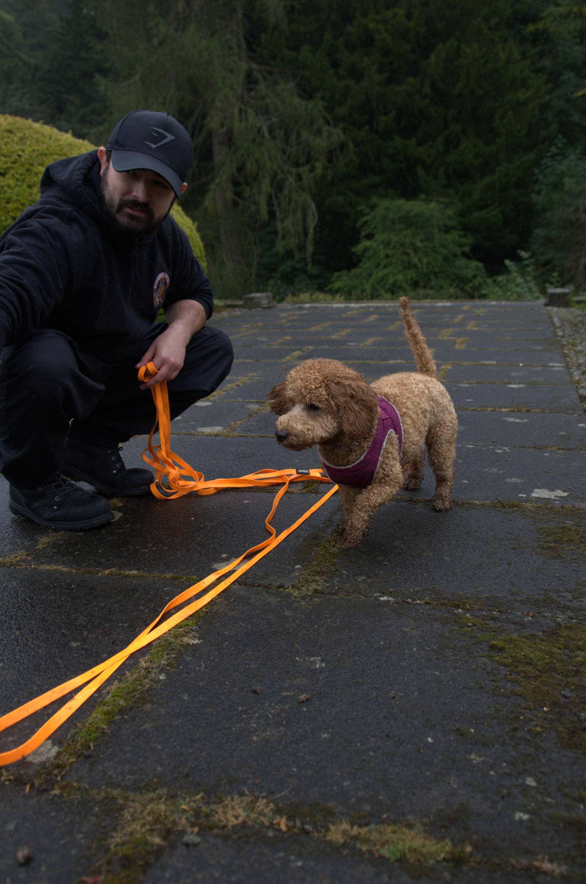 Cockapoo working on a longline during a training session