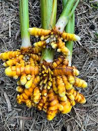 Turmeric Bulk Tincture , Per oz