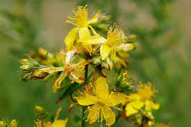 St. John's Wort, C/S, Organic, 1 oz