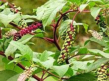 Sweet Willow's Bulk Tincture - Poke Root, Oz