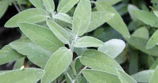Sweet Willow's Bulk Tincture - Sage, Oz